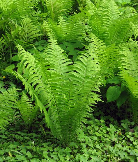 Top Garden Design, Garden Ferns, Types Of Ferns, Plants For Shade, Ferns Garden, Growing Tomatoes In Containers, Shade Gardens, Fern Plant, Plant Spacing