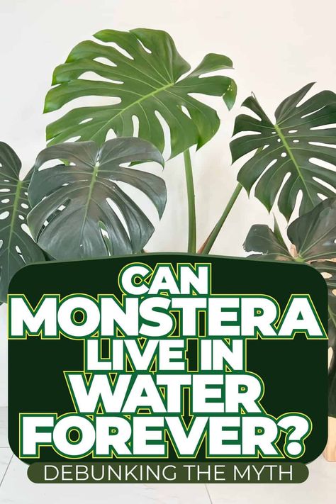 Can Monstera Live in Water Forever? Debunking the Myth Monstera Hydroponic, Monstera In Water Vase, Monstera In Water, Monstera Deliciosa Care, Monstera Care, Plants Grown In Water, Monstera Plants, Importance Of Water, Lucky Plant