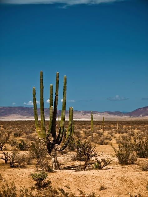 Mexico Desert Aesthetic, Mexican Desert Aesthetic, Mexican Desert Landscape, Baja Aesthetic, California Desert Aesthetic, Cactus In Desert, Luis Gonzaga, New Mexico Desert, Mexico Desert