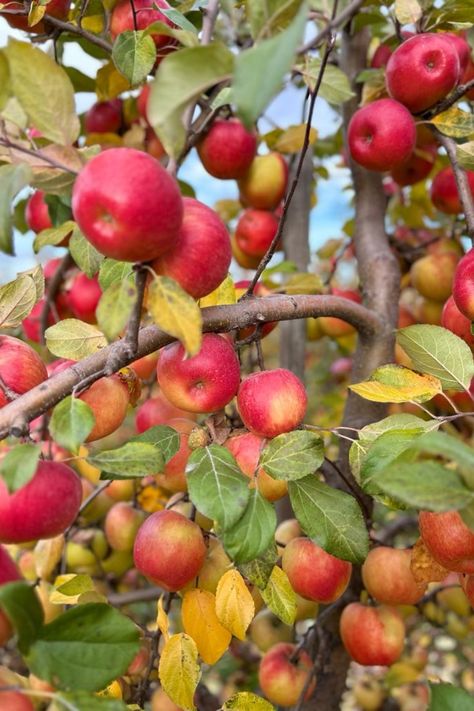 End of the apple picking season.. Apple Picking Season, Picking Apples, Best Thanksgiving Recipes, Apple Season, Corn Maze, Fall Apples, Background Ideas, Apple Harvest, Apple Orchard