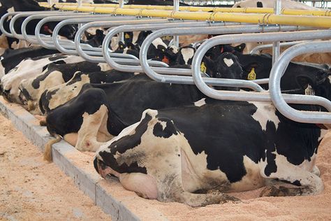 Dairy Cow Stalls for Sale: Custom Design and Installation Services Cow Stall, Cow Shed Design, Cow Hooves, Cow Shed, Cattle Barn, Dairy Cattle, Farm Plans, Milk Production, Cattle Farming