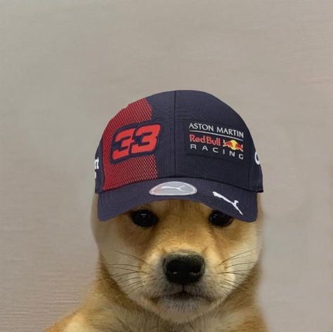 F1 Cap, Max Verstappen F1, Racing Dogs, Redbull Racing, Red Bull F1, Red Bull Racing, Red Bull, Dogs, Red