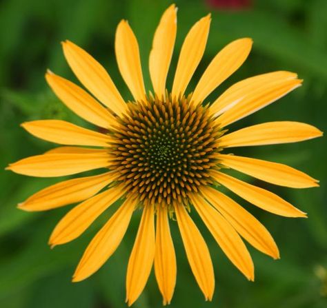 This flower has rotational symmetry Radial Balance, Rotational Symmetry, Radial Symmetry, Door Picture, All About Plants, Plant Art, Doodle Art, In Nature, Dandelion