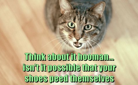 Lol Cats, Cheezburger Cat, Sweet Sayings, Sweet Quotes, Funny Cat Memes, Have A Laugh, Best Cat, Silly Cats, Think About It