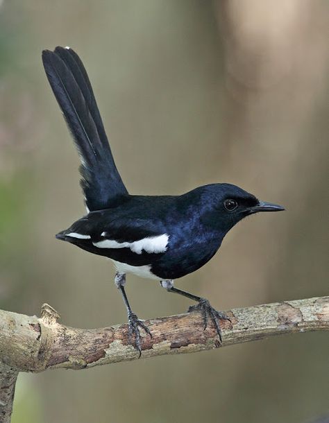 malaysian magpie robin Magpie Robin, Indian Subcontinent, Flycatchers, Common Birds, White Birds, Urban Gardens, Wild Creatures, Robin Bird, Bird Watcher