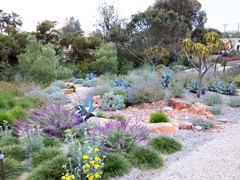 Landscape Portfolio, Cottage Makeover, Residential Landscaping, Landscape Rock, Drought Tolerant Landscape, Meadow Garden, Zone 10, Sante Fe, Dry Garden