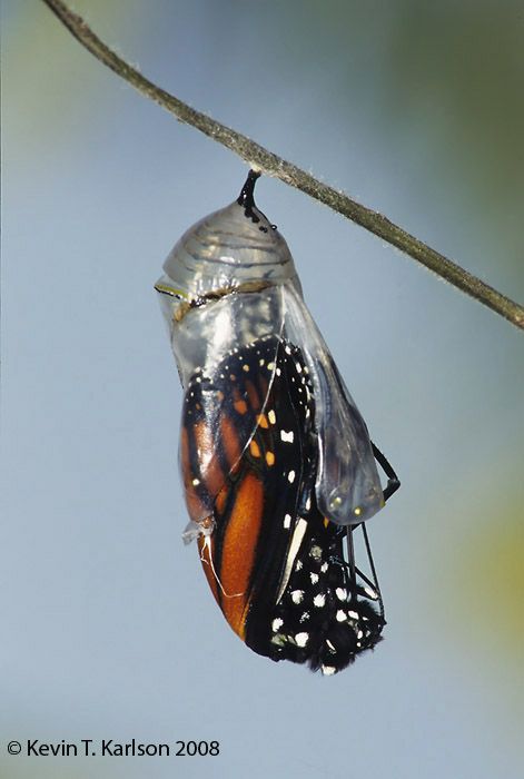 Beautiful photo of butterfly emerging from coccoon. Butterfly Out Of Cocoon, Butterfly Emerging From Cocoon Tattoo, Butterfly Cocoon Drawing, Butterfly Cocoon Tattoo, Butterfly Emerging From Cocoon, Butterfly Architecture, Cocoon To Butterfly, Emerging Butterfly, Cocoon Butterfly