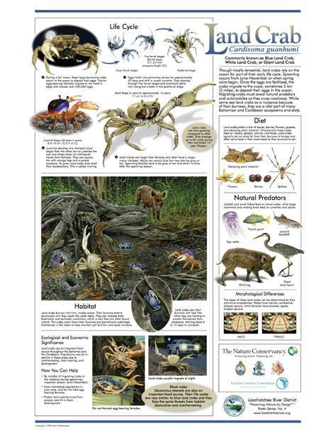 Blue Land Crab - Loxahatchee Poster Environmental Poster, Land Crab, Visual Capitalist, Environmental Posters, Animal Infographic, Science Infographics, Interactive Presentation, Animal Science, World Geography