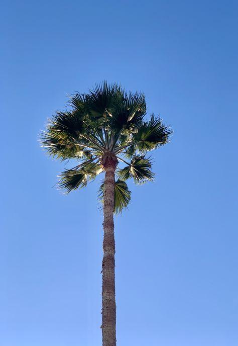 California Fan Palm, Fan Palm Tree, Mexican Fan Palm, Palm Tattoos, Fan Palm, Beach Shack, California Dreamin', Coastal Beaches, Tropical Garden