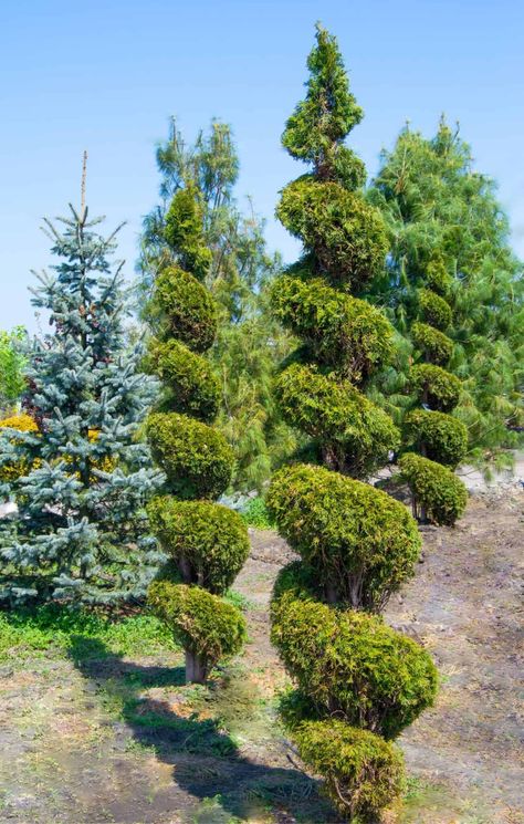 Thuja - Arborvitae - Emerald Green Smagard as spiral topiary Thuja Arborvitae, Evergreen Trees For Privacy, Leyland Cypress Trees, Trees For Privacy, Italian Cypress Trees, Spiral Topiary, Green Giant Arborvitae, Giant Arborvitae, Emerald Green Arborvitae