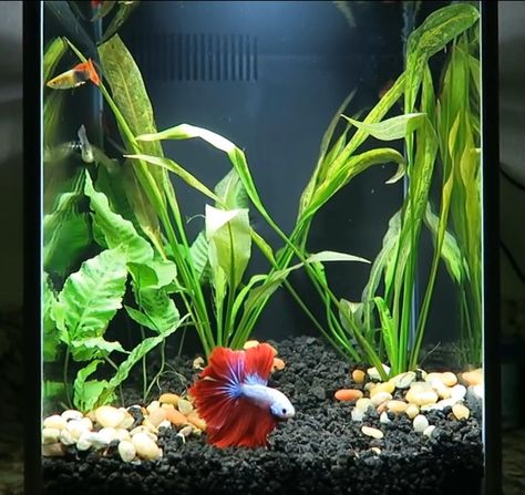 Crystal Betta Tank, Fluval Betta Tank, Betta Fish With Plant, Betta Sorority Tanks, Betta Community Tank, Aqua Scape, Aquarium Inspiration, Fish Tank Themes, Community Tanks