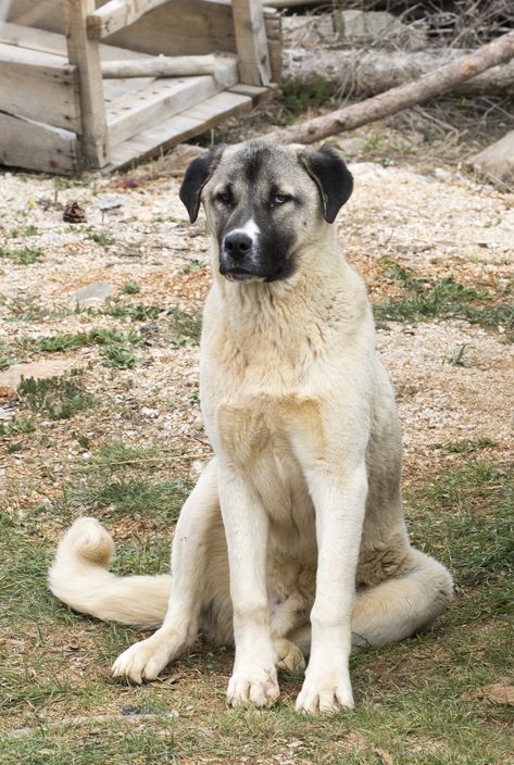 These big dogs are perfect if you’re looking for a new home security system—just watch out for that stubborn streak! Worlds Largest Dog, Kangal Dog, Big Dog Breeds, Anatolian Shepherd, Coban, Alaskan Malamute, Large Dog Breeds, Wildlife Animals, Cute Animal Pictures