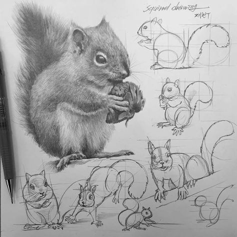 Animal Tutorial Drawing. Line And Wash Animals, Animal Tutorial Drawing, Animation Watercolor, Maus Illustration, Animal Tutorial, Artist Sketching, Painting Mood, Structural Drawing, Squirrel Art