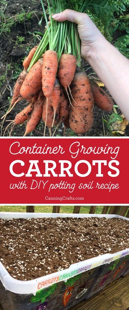 Planting Carrots in Containers with Homemade Potting Soil Recipe – CanningCrafts Diy Potting Soil, Planting Carrots, Plant Carrots, Soil Recipe, Grow Carrots, How To Plant Carrots, Growing Carrots, Growing Cucumbers, Victory Garden