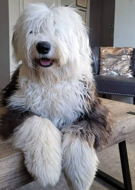 Terms And Conditions Aesthetic, Giant Fluffy Dog, English Sheepdog Puppy, Old English Sheepdog Puppy, Sheepdog Puppy, Old English Sheep Dog, Big Fluffy Dogs, English Sheep Dog, Sheepadoodle Puppy