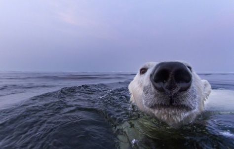 Seattle-based photographer Paul Souders Bear National Geographic, Facts About Bears, Bear Photo, Bear Photos, Bear Pictures, Amazing Nature Photos, Love Bear, Silly Animals, Sea Animals