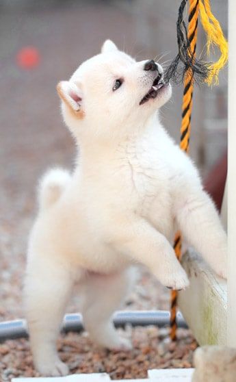 White Shiba Inu Dog, White Shiba Inu, Animal Reference, Shiba Inu Puppy, Shiba Inu Dog, Hunting Dog, Hunting Dogs, The Cream, Shiba Inu