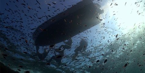 Divers Getting Into Dingy Shot From Below With Sun Breaking the Surface by beyondoceansmedia Filmed from below when divers are getting into a small boat with the sun breaking through the surface on the side. The water is sw Underwater Boat, Graphics Template, Blue Drawings, Full Blue, Komodo, Ap Art, Small Boats, On The Side, Palm Tree