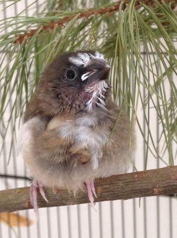 Hand Raising A Society Finch From An Egg - With Pictures - BackYard Chickens Community Society Finch, Zebra Finches, Strawberry Finch, American Gold Finch, Zebra Finches Bird, Keeping Ducks, Society Finches Bird Pets, Zebra Finch, Guinea Fowl