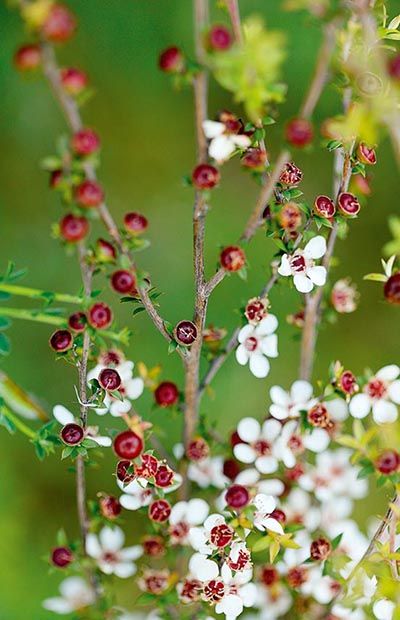 What to consider when planting manuka - thisNZlife Manuka Plant, Manuka Tree, Honey Gift, Tree Borders, Plant Zones, Flower Pens, Honey Gifts, Healthy Immune System, Gut Bacteria