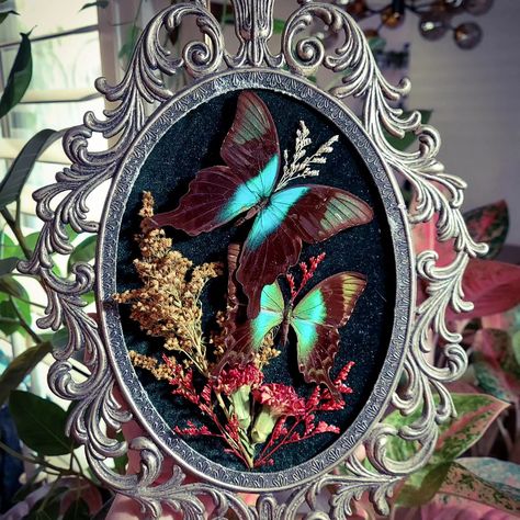 This piece is a MOOD! 🖤 I love the dark blue, greens, and black of these swallowtail butterflies. Paired with deep red and muted yellow florals and mounted on dark olive green velvet. . . . . #insecttaxidermy #vintagedecor #darkacademia #witchvibes #gothicstyle #whimsigoth #naturelovers #natureartist #emoart #moodydecor #butterflyart #driedflowers #macabre #cottagewitch #gothicdecor Swallowtail Butterflies, Olive Green Velvet, Insect Taxidermy, Muted Yellow, Cottage Witch, Moody Decor, Nature Artists, Emo Art, Swallowtail Butterfly