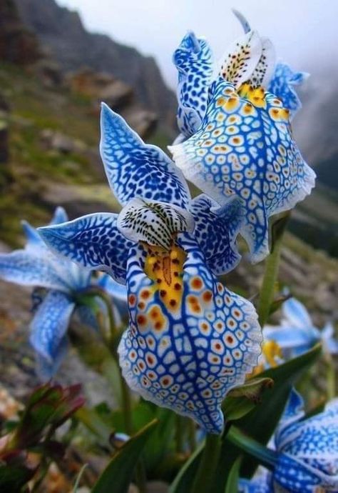 Iris Flowers Garden, Unique Landscaping, Orchid Photography, Strange Flowers, Unusual Flowers, Beautiful Flowers Garden, Beautiful Orchids, Rare Flowers, Garden Designs