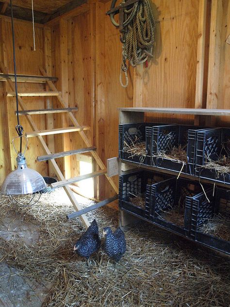 Milk Crate Nesting Boxes, Crate Nesting Boxes, Reban Ayam, Chicken Life, Chicken Coop Designs, Chicken Garden, Milk Crate, Coop Plans, Building A Chicken Coop