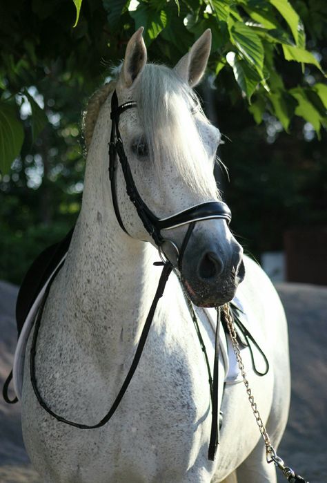 Fleabitten Grey Horse, Fleabitten Horse, Grey Andalusian, Grey Horses, Lusitano Horse, Horse Colors, Dream Horse, Star Stable, Grey Horse