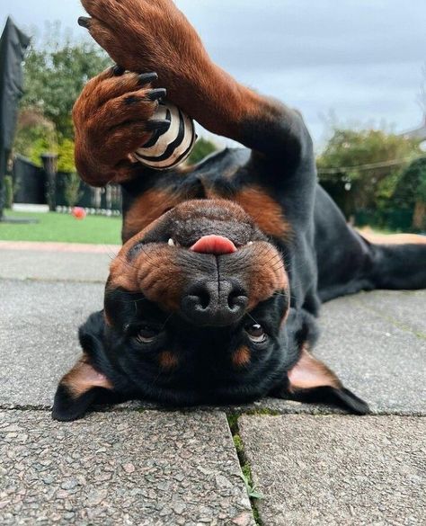 Rottweiler Aesthetic, Rottweiler Pictures, Rottweiler Funny, Dog Treat Toys, Rottweiler Love, Rottweiler Lovers, Very Cute Dogs, Rottweiler Puppies, Cute Little Puppies