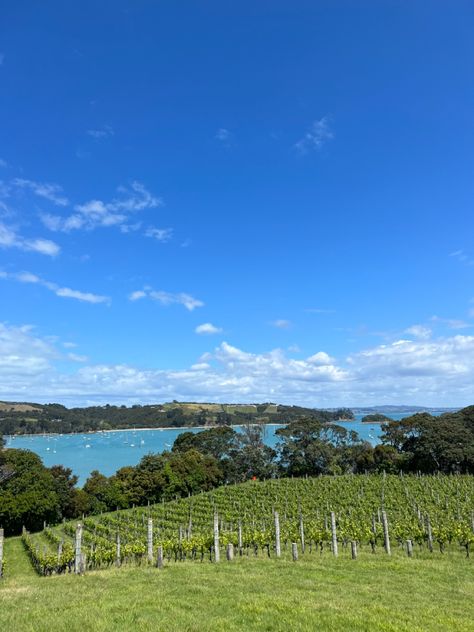 Wine Yard, Waiheke Island, Coastal Grandma, Summer 2024, New Zealand, Yard, Wine, Natural Landmarks, Collage