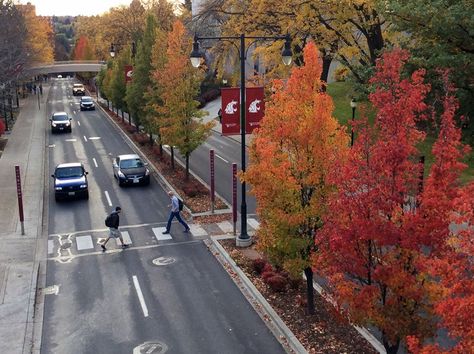 Take a virtual tour of Washington State University Pullman #GoCougs #WSU Washington State University Aesthetic, Washington State University Campus, Wsu Cougs, College Collage, Pullman Washington, Oregon College, College Vision Board, Future School, Washington State University