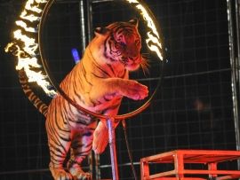 Circus Tiger 5 - Act Circus Photography, Circus Lion, Circus Acts, Halloween Circus, California Parks, Circus Circus, Night Circus, Circus Tent, Circus Animals