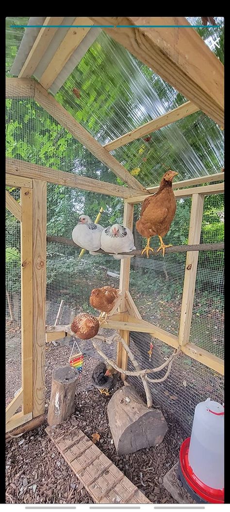 Eclectic Chicken Coop, Outside Of Chicken Coop Ideas, Vintage Farm Animal Illustration, Chicken Run With Roof, Chicken Run Hiding Places, Inside Chicken Coop Ideas Design, Chicken Coop Porch, Chicken Habitat, Decorate Chicken Run