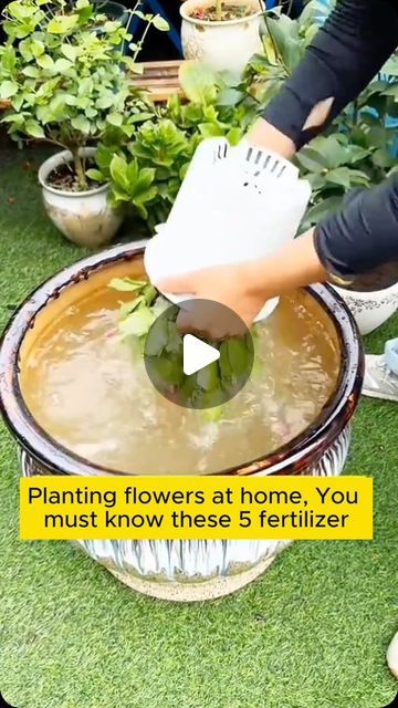 Home Gardening Lover on Instagram: "Growing flowers is not difficult with 5 tips #backyardgardening #gardeninglife #vegetablegardening #vegetablegarden #gardeningtips #gardeninglove #organicgardening #gardensofinstagram #gardenideas #urbangardening #gardeningistherapy #gardeninggoals #homegardening #gardeninspiration #lovegardening #gardeningisfun #countrygarden #veggiegarden #happygardening" Home Gardening Ideas Flowers, How To Grow Plants At Home, Plant Fertilizer, Garden Hacks Diy, Banana Peels, Garden Remedies, Modern Backyard Landscaping, Fall Garden Vegetables, Natural Fertilizer