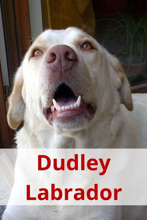 Dudley Labrador, American Labrador, White Labrador, Yellow Labs, House Farm, Labrador Retriever Puppies, Yellow Labrador, Labrador Retrievers, Living The Life