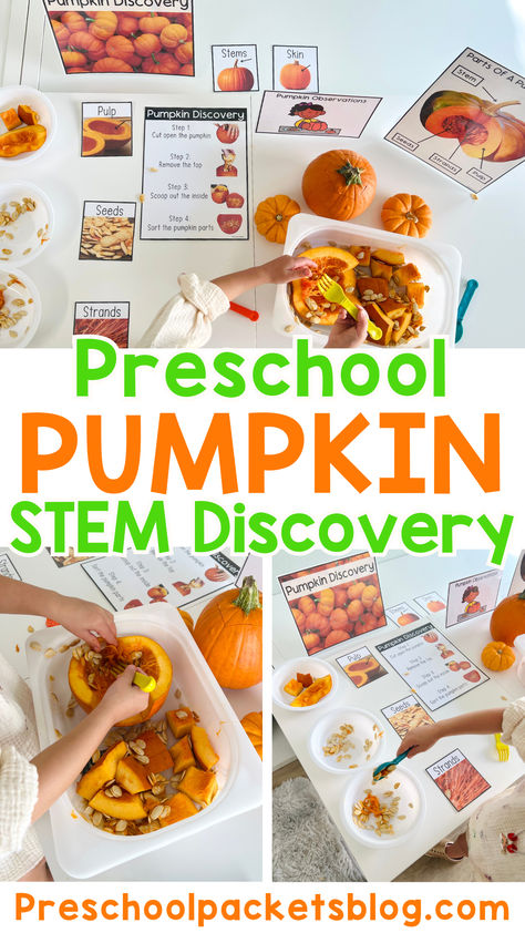 On the hunt for pumpkin themed activities to keep your preschool learners busy this fall? This week, we're all about pumpkins. We're going to explore all the parts of the pumpkin with a pumpkin discovery STEM center and talk about how to teach your preschool students about the life cycle of a pumpkin! November Science Kindergarten, Preschool Teacher Ideas, Preschool Pumpkin Science, Pumpkin Themed Activities, Pumpkin Life Cycle Craft, Pumpkin Activities Kindergarten, Pumpkin Science Activities, Kindergarten Pumpkin, Preschool Autumn