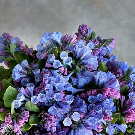 beth harris on Instagram: "'mertensia virginica' or virginia cowslip, virginia bluebell. at the cart this weekend. #mertensiavirginica" Bluebell Wedding, Mertensia Virginica, Virginia Bluebells, Natural World, This Weekend, Virginia, Plants, Flowers, On Instagram