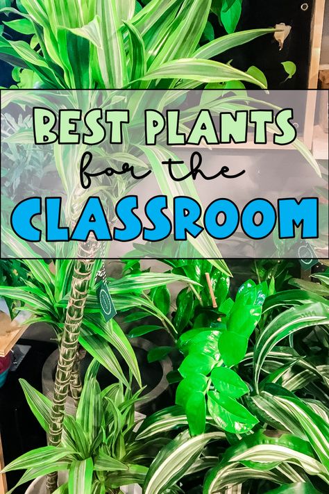 Ecosystem Theme Classroom, Plants In The Classroom Decor, Garden In Classroom, Plant Bulliten Board Ideas, Plants In Preschool Classroom, Plants For Preschool Classroom, Plant Classroom Decor Themes, Classroom Decor With Plants, Class Plants Ideas