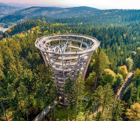 20 Best Tree Top Walks and Canopy Walkways in the World Tree Top Walkway, Treetop Skywalk, Bavarian Forest, Sky Adventure, Sky Walk, Park Ideas, Sky Bridge, Giant Tree, Tree Canopy