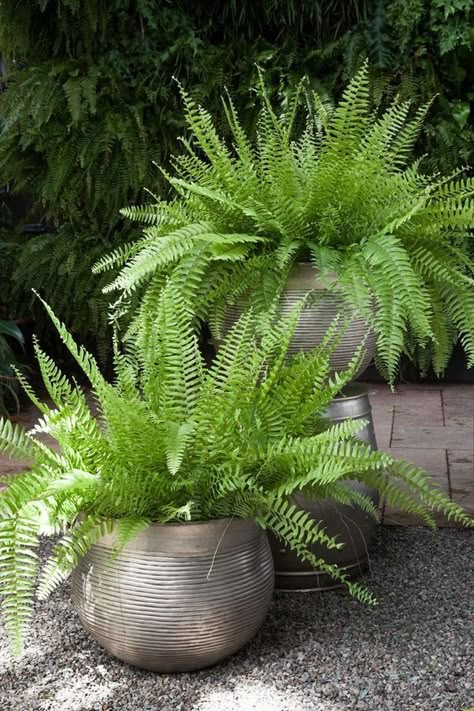 Fern In Pot, Ferns Garden, Tropical Garden Design, Container Garden Design, Potted Plants Outdoor, Outdoor Gardens Design, Garden Containers, House Plants Decor, Tropical Garden