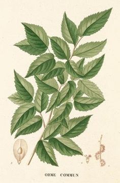 Hyssopus Officinalis, Green Witchery, White Willow Bark, Nature Illustrations, Sinus Headache, White Willow, Willow Bark, Skin Clinic, Holistic Living