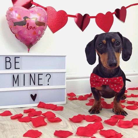 Valentines Day Puppy Pictures, Weiner Dog Photoshoot, Puppy Valentines Pictures, Pet Valentines Photography, Valentine’s Day Dog Photo Shoot, Valentines Dog Photoshoot, Dog Valentines Day Photoshoot, Dog Valentine Photos, Valentine’s Day Pictures