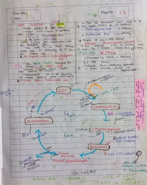 Notes of Photosynthesis in Plants - C2, C3, C4 cycle and Factors affecting Photosynthesis of chapter of Unit Plant Physiology. C3 Cycle In Plants Notes, C4 Cycle In Plants, C3 Cycle In Plants, Plant Physiology Notes, Photosynthesis In Higher Plants Notes, Photosynthesis In Higher Plants, Photosynthesis Notes, Bio Chemistry, Biochemistry Notes