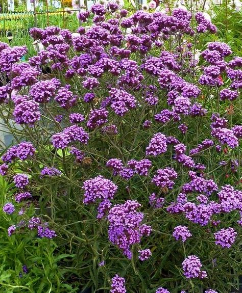 Verbena Lollipop, Blue Vervain, Plant Library, Verbena Bonariensis, Dahlia Garden, Making Plant Pots, Butterfly Plants, Plant List, Plant Nursery