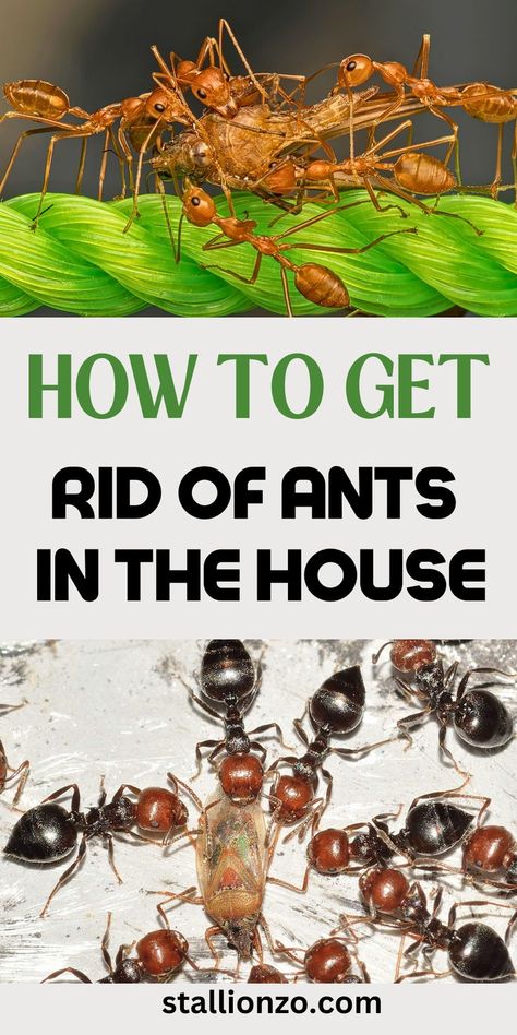 Image illustrating natural ways to get rid of ants in the house. Home Remedies For Ants, Ant Remedies, Ant Removal, Sugar Ants, How To Get Rid Of Gnats, Tiny Ants, Diy Bug Spray, Ant Repellent, Ant Problem