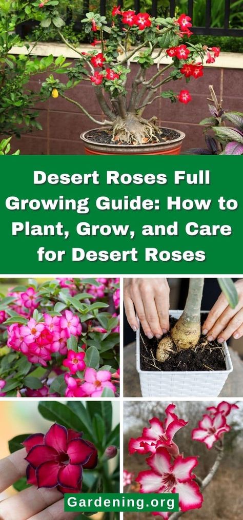 Desert Roses Full Growing Guide: How to Plant, Grow, and Care for Desert Roses Desert Rose Garden Ideas, How To Care For Desert Rose Plant, Desert Rose Tattoo, Dessert Rose Plant, Desert Rose Care, Plants For Planters, Diy Fertilizer, Tropical Backyard Landscaping, Dessert Rose