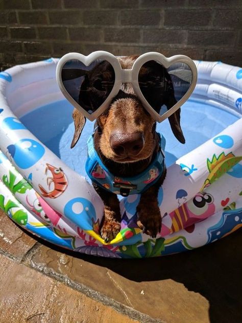 Funny Dachshund, Weenie Dogs, Dachshund Lovers, Dachshund Puppies, Dachshund Love, Silly Animals, Cute Funny Dogs, Weiner Dog, Cute Animal Photos