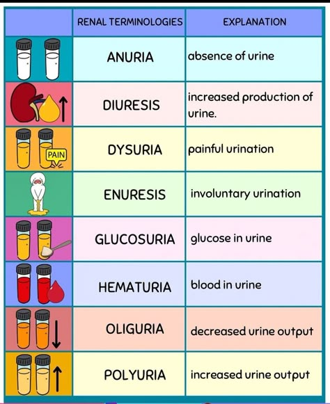 Renal Physiology Notes, Renal System Nursing, Urinary Elimination Nursing School, Primary Care Nurse Practitioner, Renal System Anatomy, Med Doctor, Renal System, Nursing School Studying Cheat Sheets, Nursing School Inspiration