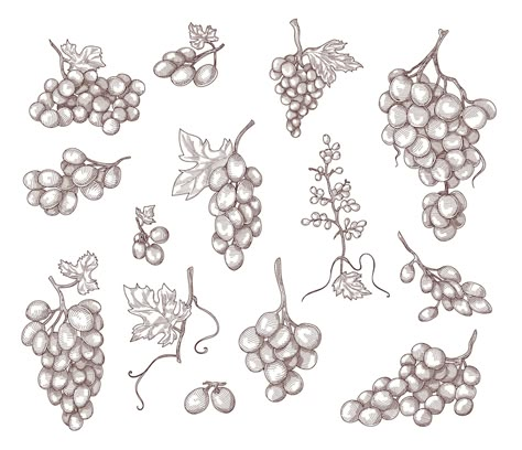 Grape Drawing, Vine Drawing, Grape Plant, Fruit Icons, Branch Vector, Badge Template, Fruit Vector, Vine Tattoos, Bar Poster