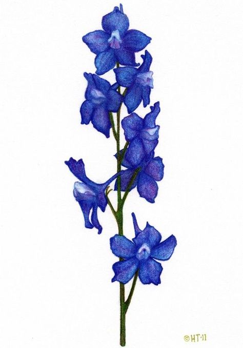 larkspur+tattoo | Found on etsy.com Larkspur Flower Drawing Simple, Larkspur Flower Drawing, Larkspur Drawing, Delphinium Tattoo, Larkspur Flower Tattoos, July Tattoo, Larkspur Tattoo, July Birth Flower, Larkspur Flower